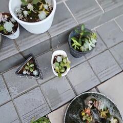 多肉植物苗器付きの画像