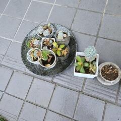 多肉植物苗器付き