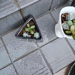 多肉植物苗器付きの画像