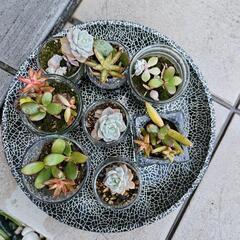 多肉植物苗器付きの画像