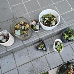 多肉植物苗器付きの画像