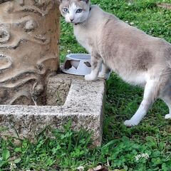 情報提供 猫