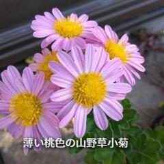 秋咲き菊苗　常緑多年草　ピンクヒナギク苗　山野草菊