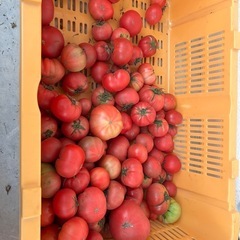 野菜　完熟トマト【訳あり】⑧の画像