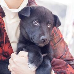 香川県の野犬３カ月の男の子
