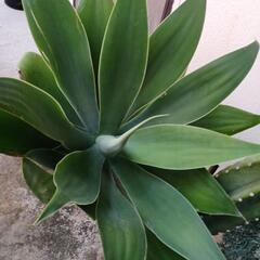 植物色々