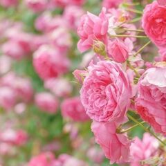 【4/18～6/18限定】週2日～OK！未経験・週払いOK＊春の...