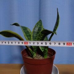 観葉植物　丈が高くならないサンスベリア鉢　親子の画像