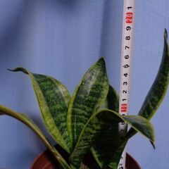 観葉植物　丈が高くならないサンスベリア鉢　親子の画像