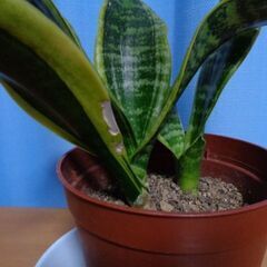 観葉植物　丈が高くならないサンスベリア鉢　親子の画像