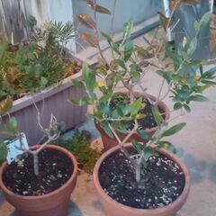 鉢植え植物