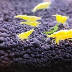 イエローシュリンプ 1匹／150円（4匹〜）の画像