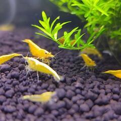 イエローシュリンプ 1匹／150円（4匹〜）の画像