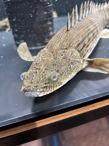 コンギクス