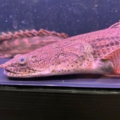 コンギクス