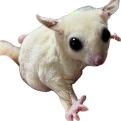 決まりました！】モモンガ リューシ