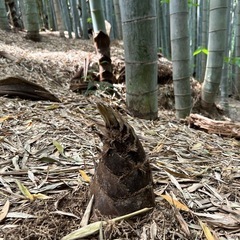 筍掘り体験