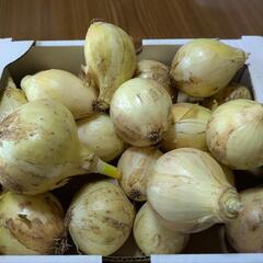 新玉ねぎ（B級品）4kg
