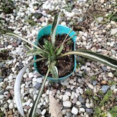 3個セット　多年草ガザニア白花　