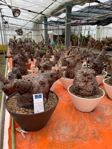 植物　多肉　グラキ　パキポ