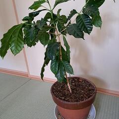 差し上げます　コーヒーの木(2)