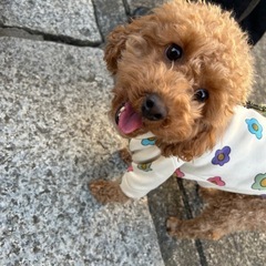 犬友が欲しいです🐶