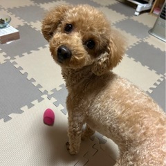 犬友が欲しいです🐶 - 川崎市
