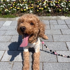 犬友が欲しいです🐶 - 友達