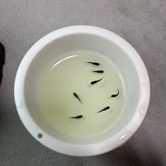 〜6日までお値引き中〜メダカ　オロチ半ダルマ、ショートから産まれた子達