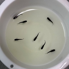 〜6日までお値引き中〜メダカ　オロチ半ダルマ、ショートから産まれた子達の画像