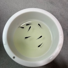 〜6日までお値引き中〜メダカ　オロチ半ダルマ、ショートから産まれた子達の画像