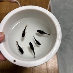 〜6日までお値引き中〜メダカ　オロチ半ダルマ、ショートから産まれた子達の画像
