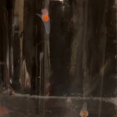 クリオネ   生体 飼育⑤ ラストの画像