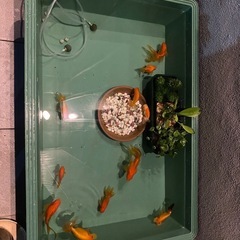 金魚育てるのに困っている人いませんか？