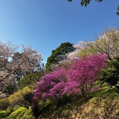 次回5月24日　散歩友達