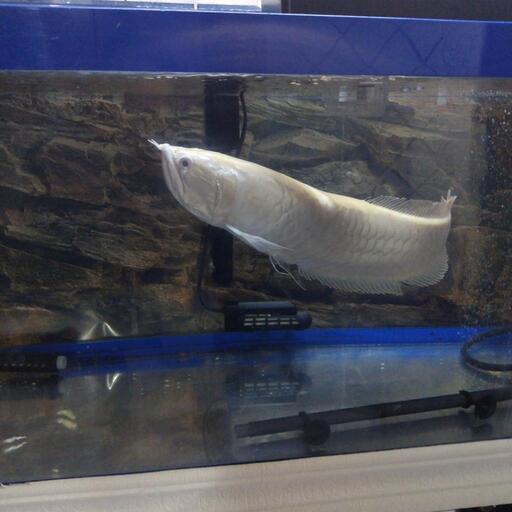 プラチナアルビノシルバーアロワナ