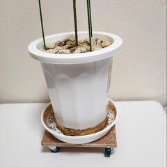 アボカド　2.0m