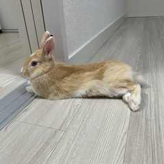 ミニウサギ