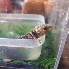 アカメカブトトカゲ