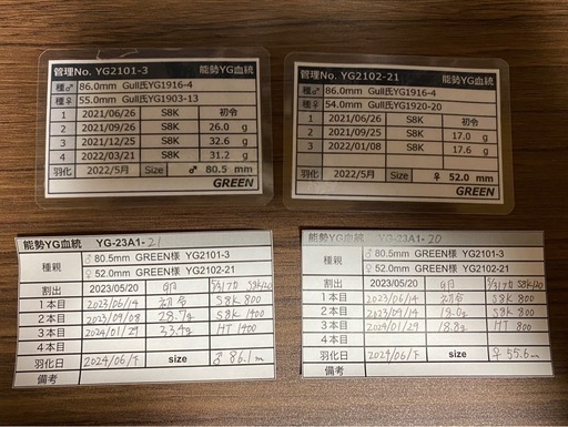 能勢YG血統 オオクワガタ 87.8/87.5/87.0/86.1 同腹ペア 即ブリ