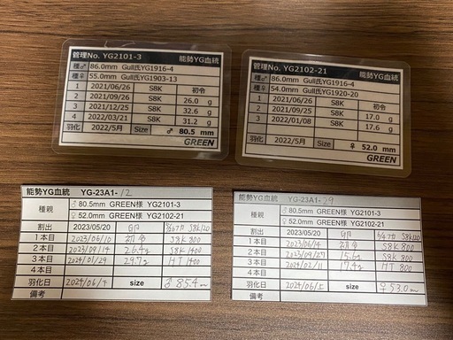 能勢YG血統 オオクワガタ 87.8/87.5/87.0/86.1 同腹ペア 即ブリ