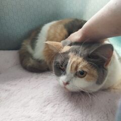 ブリティッシュショートヘア薄三毛 - 猫