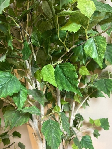 観葉植物ジョイント式バーチツリー(ポット付き)