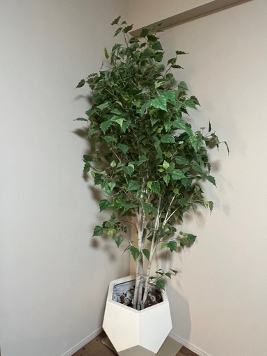観葉植物ジョイント式バーチツリー(ポット付き)