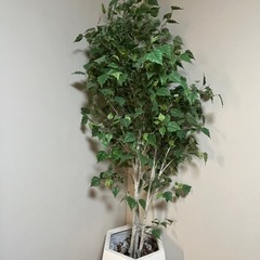 観葉植物ジョイント式バーチツリー(ポット付き)