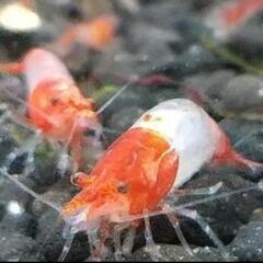 【淡路島】ルリーシュリンプ🦐　６匹