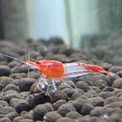 【淡路島】ルリーシュリンプ🦐　６匹の画像
