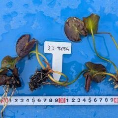 【受付終了】睡蓮「ミス・サイアム」裸株 1株100円 🌿(4/6まで)