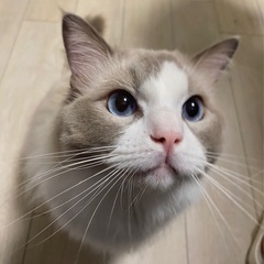 ラグドールのノエルくん♂ 里親募集 - 猫