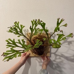 ビカクシダ リドレイ wild